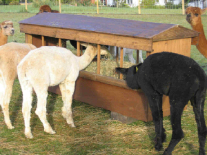 The Alpaca Hay Bar